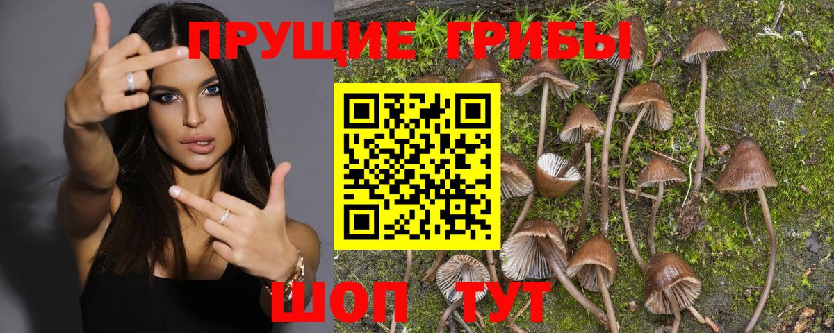 Псилоцибиновые грибы прущие грибы Гудермес